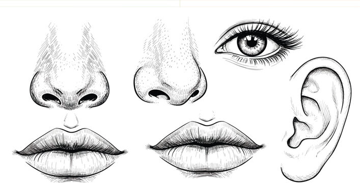 Human Facial Features Anatomy Set with Eye, Nose, Ear and Lips Engraving Style Line Art Illustration for Medical Study, Cosmetic Design and Education