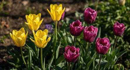 Freshly blooming tulip flowers in yellow and purple tones within a garden bed