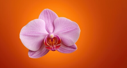 Obraz premium Pink orchid blossom petal isolated against an intense orange background