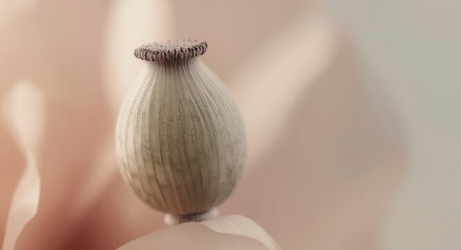 Extreme close focus on opium poppy capsules with botanical clarity