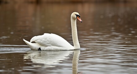 Obraz premium Lovely white swan drifting smoothly across quiet river waters