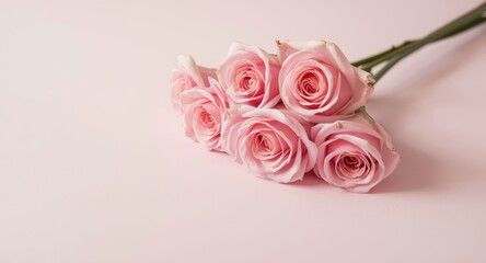 Fototapeta premium Delicately placed soft pink roses on gentle pastel pink background for romantic themes