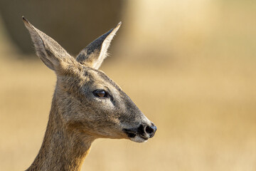 close up portrait of a young Roe deer © pityke70