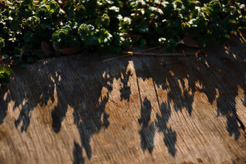Naklejka premium Sunlight Foliage Shadows on Rustic Wood Background. Natural Abstract Texture with Botanical Leaves and Warm Organic Pattern