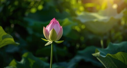 Fototapeta premium Vibrant Lotus Bud Blossoming Amidst Large Green Leaves