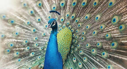 Fototapeta premium Watercolor image of a peacock with tail feathers wide open