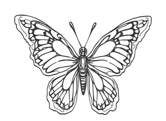 Monarch Illustration for Coloring and Tattoo Design
