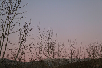 Fototapeta premium Bare tree branches in the winter. Dramatic sky in the background. Selective focus.