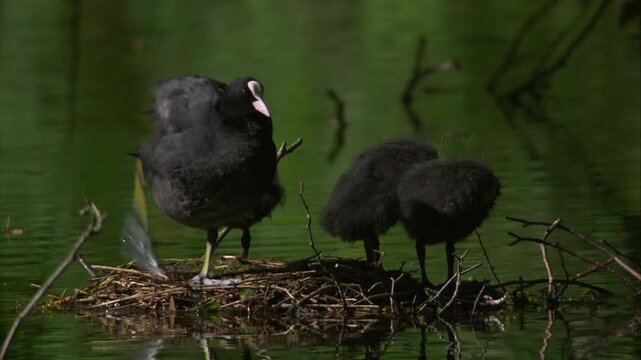 coot family grooming on water nest