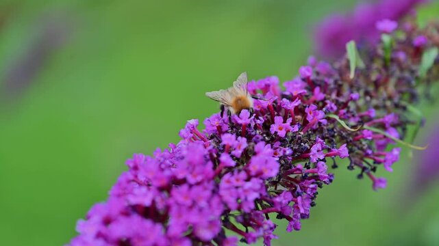 Close up of a bumblebee feeding on nectar from buddleia flower