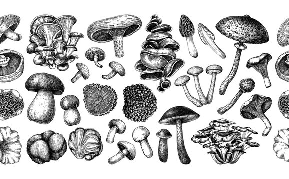 Gourmet and culinary mushrooms hand drawn vector illustration. Wild fungi border in sketch style for restaurant menu design and healthy food products.  NOT AI generated