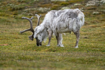 Svalbard reindeer (Rangifer tarandus platyrhynchus) grazing on the edge of Longyearbyen, Svalbard, Norway, while shedding its winter coat © Angela