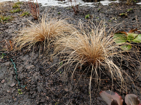 Two decorative Carex petriei 'Milk Chocolate' sedges in a spring garden on dark mulch