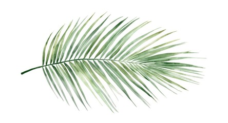 Tropical palm tree leaf watercolor painting on isolated white background with space © Seyyar