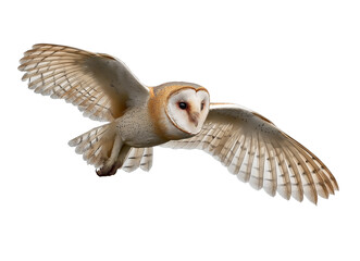 a highly detailed and realistic photograph of an owl in flight, isolated on a white background with no shadows or text. the barn owl's wings are spread wide, showcasing its impressive wingspan. the im