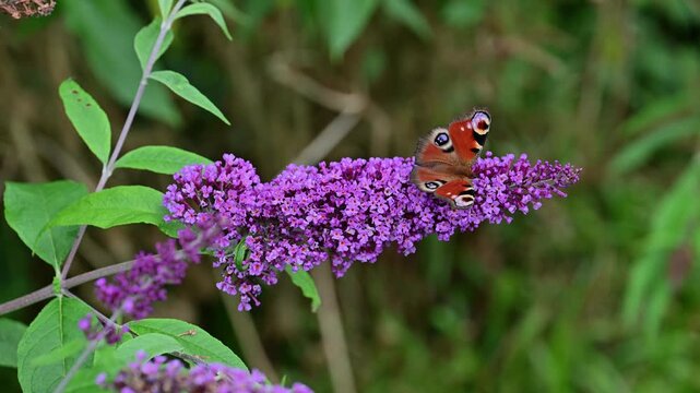 Asingle Peacock butterfly feeding on nectar from buddleia flowers