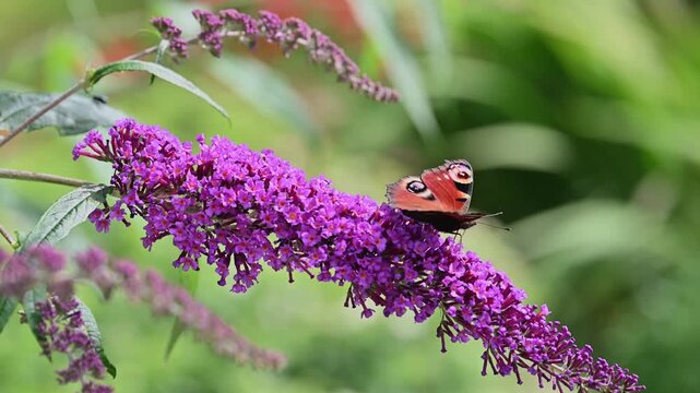 A Peacock butterfly, a Painted Lady butterfly and a Bumblebee are feeding on nectar from buddleia flowers.
