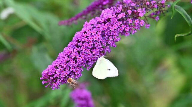 A single Cabbage White Butterfly and a bumblebee feeding on nectar from buddleia flowers.