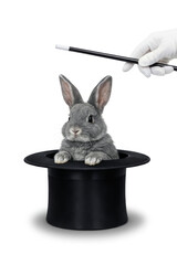 Obraz premium Tu dzieje się magia - królik z kapelusza.