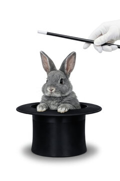 Tu dzieje się magia - kr&oacute;lik z kapelusza.