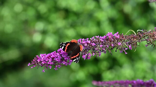 A Red Admiral butterfly feeding on nectar from buddleia flowers