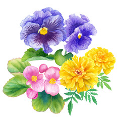 春の花苗3種（ベゴニア、パンジーマリーゴールド）の水彩イラスト　クリップアート