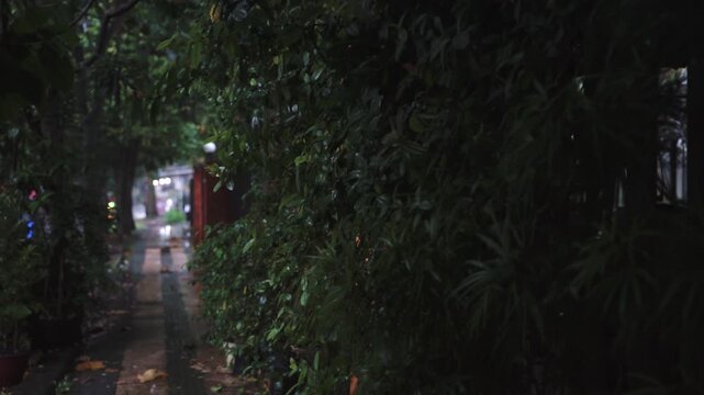 Fresh Green Leaves After Rain in Natural Light