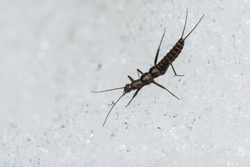 雪の上を歩くセッケイカワゲラ/ Snow stonefly walking on the snow