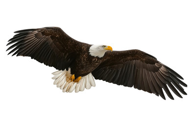 Obraz premium bald eagle, eagle, american eagle, bird of prey, raptor bird, flying eagle, eagle in flight, soaring eagle, wings spread, wing span, full body eagle, bird full body, avian predator, wildlife bird, wil