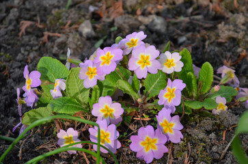 Closeup lilac color blooming common primroses(Primula vulgaris ) first spring flowers .Nature, seasonal , awakening of nature, environment.
