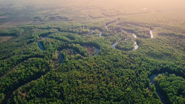 Aerial view taiga forest with meanders winding river in sunrise time, pine needles thickets in Siberia with sunlight.