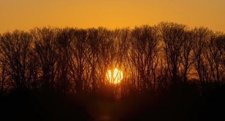 Obraz premium Trees outlined sharply during a glowing golden hour sunset