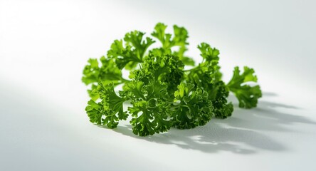 Fototapeta premium Organic vegan parsley leaves resting on a flat white surface