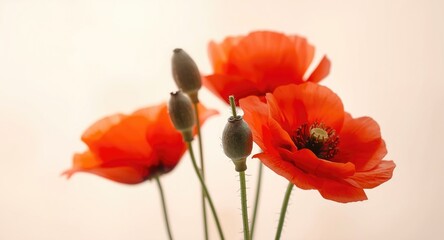 Fototapeta premium Watercolor floral birthday composition with red orange poppies and four buds