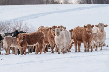 cows in winter