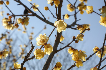 晴天とロウバイ