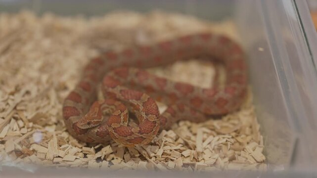 Corn snake coiled in a terrarium on wood shavings