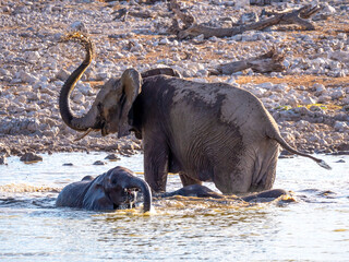 A small elephant family (Loxodonta africana) bathing in a waterhole in Etosha National Park © Albert Schweitzer