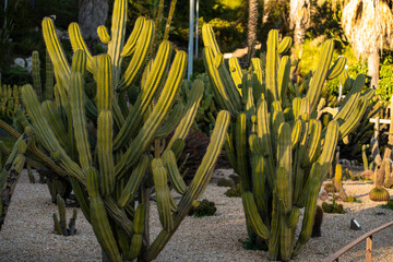 Large columnar cacti growing in a desert botanical garden under bright sunlight, highlighting their vertical ribbed stems and thorny structure