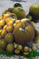 Golden barrel cacti, large succulents with sharp thorns, growing in a gravel bed, showing drought resistance and desert plant beauty in a xeriscaping garden scene