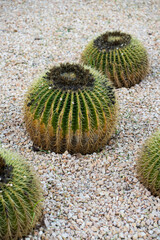 Golden Barrel Cacti growing in a desert landscape design, showcasing their spherical form, ribbed structures, and sharp yellow spines on light gravel