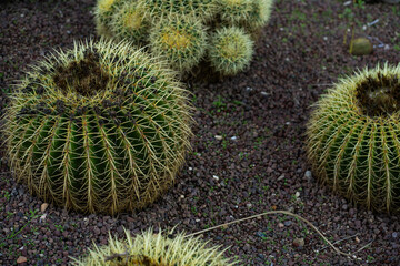 Golden barrel cactus (Echinocactus grusonii) thriving in a desert botanical garden with harsh, protective thorns, symbolizing resilience and arid beauty