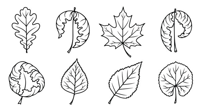 A detailed illustration showcasing various types of leaves from different trees Vector