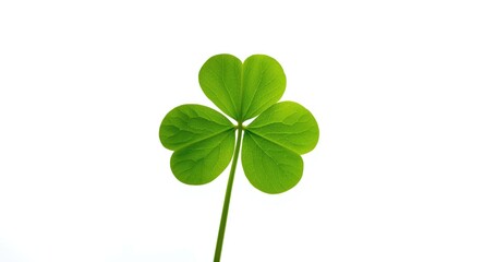 Vibrant green clover isolated on a crisp white background for design use