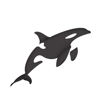 Orca Illustration