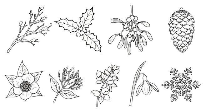 A detailed illustration of various types of leaves and pine cones Vector