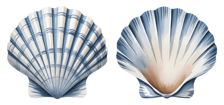Marine shell elements in delicate hand paint watercolor.