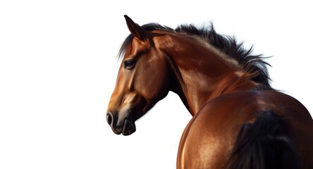 Obraz premium Side profile of a horse turning back on a clear white background