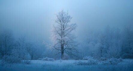 Fototapeta premium Quiet winter woods with solitary snow covered tree and blue radiance