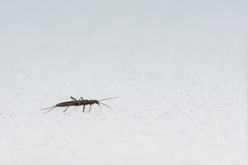 雪上を歩くセッケイカワゲラ / Snow stonefly walking on the snow